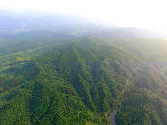 这是空中俯瞰沙窝镇碳汇造林富农项目的杉树林（8月3日摄）。