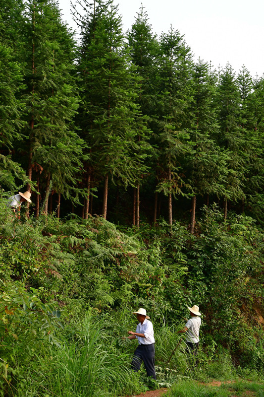 8月3日，在沙窝镇汪冲村，村民在清除杉树林旁的杂草。