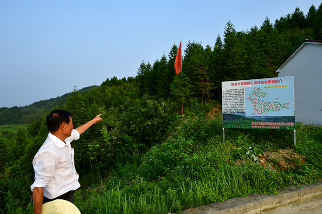 8月3日，在沙窝镇汪冲村，一位村民在介绍沙窝镇碳汇造林富农项目。